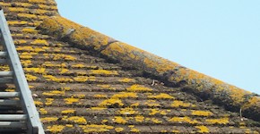 Eastbourne roof before cleaning and moss removal